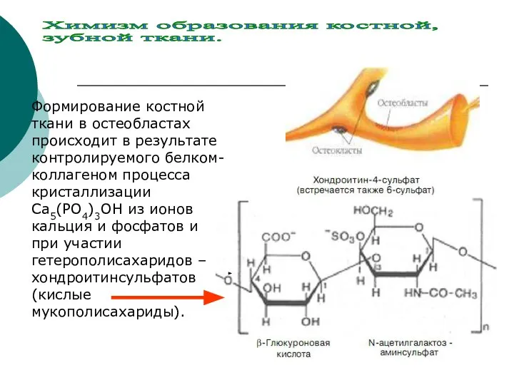 Формирование костной ткани в остеобластах происходит в результате контролируемого белком- коллагеном