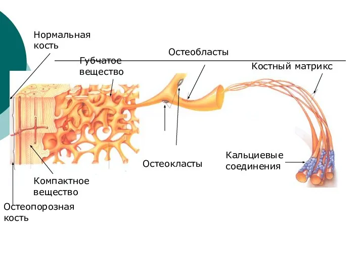 Кальциевые соединения Костный матрикс Остеокласты Остеобласты Нормальная кость Остеопорозная кость Компактное вещество Губчатое вещество