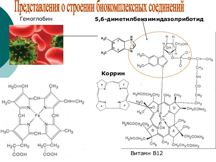 5,6-диметилбензимидазолриботид Коррин Витамн В12 Гемоглобин Представления о строении биокомплексных соединений