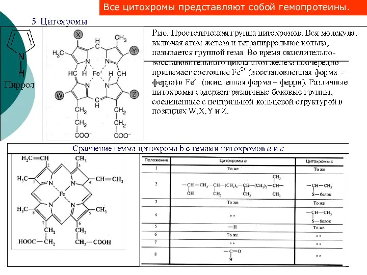 Все цитохромы представляют собой гемопротеины.