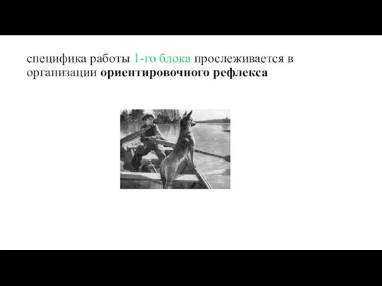 специфика работы 1-го блока прослеживается в организации ориентировочного рефлекса