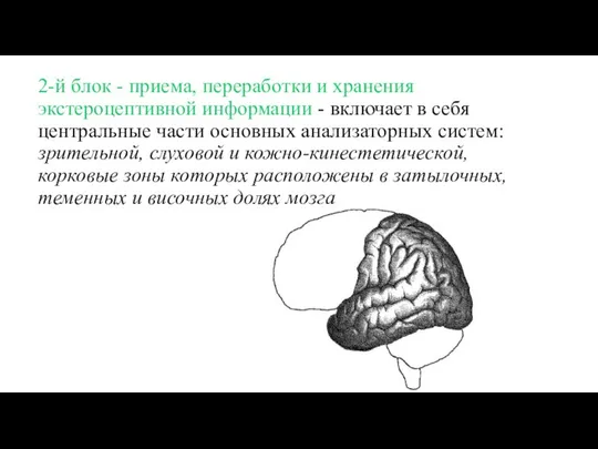 2-й блок - приема, переработки и хранения экстероцептивной информации - включает