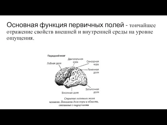 Основная функция первичных полей - тончайшее отражение свойств внешней и внутренней среды на уровне ощущения.