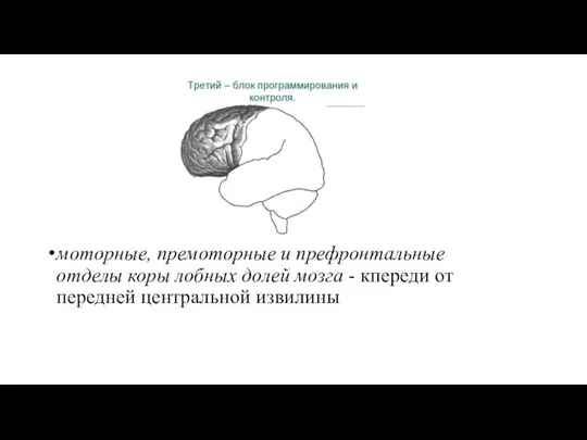 моторные, премоторные и префронтальные отделы коры лобных долей мозга - кпереди от передней центральной извилины