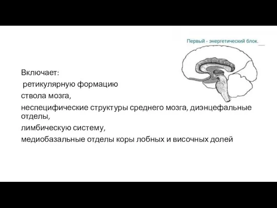 Включает: ретикулярную формацию ствола мозга, неспецифические структуры среднего мозга, диэнцефальные отделы,