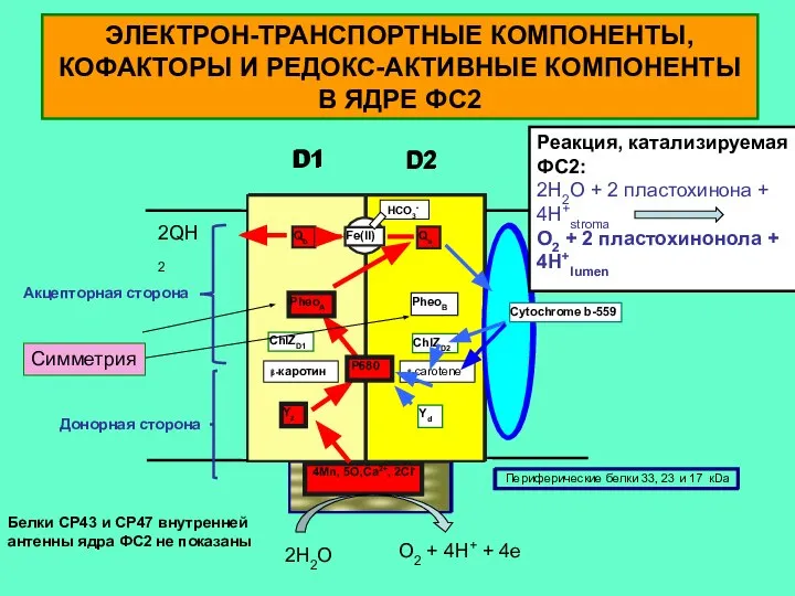 ЭЛЕКТРОН-ТРАНСПОРТНЫЕ КОМПОНЕНТЫ, КОФАКТОРЫ И РЕДОКС-АКТИВНЫЕ КОМПОНЕНТЫ В ЯДРЕ ФС2 2H2O O2