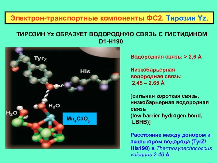 ТИРОЗИН Yz ОБРАЗУЕТ ВОДОРОДНУЮ СВЯЗЬ С ГИСТИДИНОМ D1-H190 Электрон-транспортные компоненты ФС2.