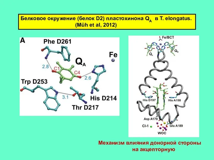 Белковое окружение (белок D2) пластохинона QA в T. elongatus. (Müh et