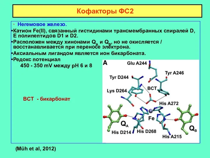 Кофакторы ФС2 ∙ Негемовое железо. Катион Fe(II), связанный гистидинами трансмембранных спиралей