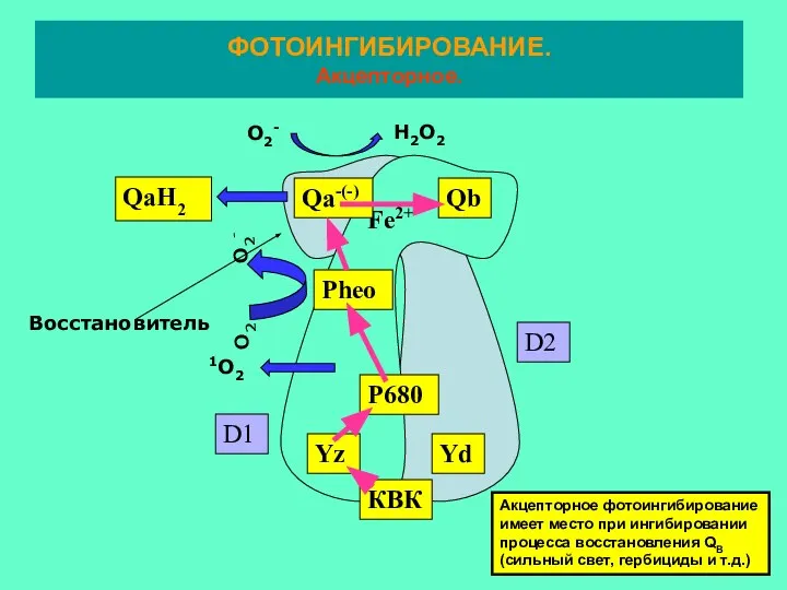 Fe2+ Qa-(-) Qb P680 Yd Yz КВК Pheo D1 D2 Восстановитель