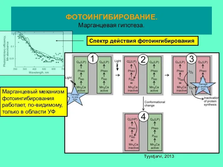 ФОТОИНГИБИРОВАНИЕ. Марганцевая гипотеза. Tyystjarvi, 2013 Марганцевый механизм фотоингибирования работает, по-видимому, только