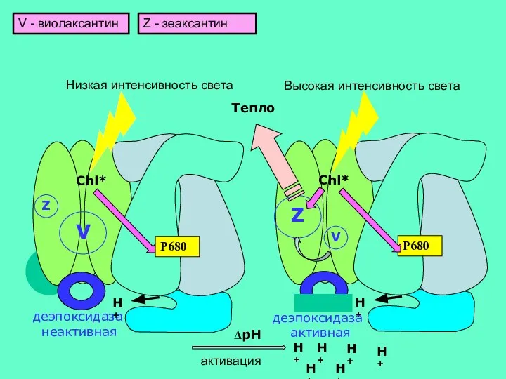 Chl* H+ деэпоксидаза активная Chl* H+ Z V деэпоксидаза неактивная H+