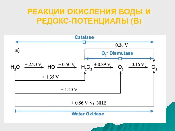 РЕАКЦИИ ОКИСЛЕНИЯ ВОДЫ И РЕДОКС-ПОТЕНЦИАЛЫ (В)