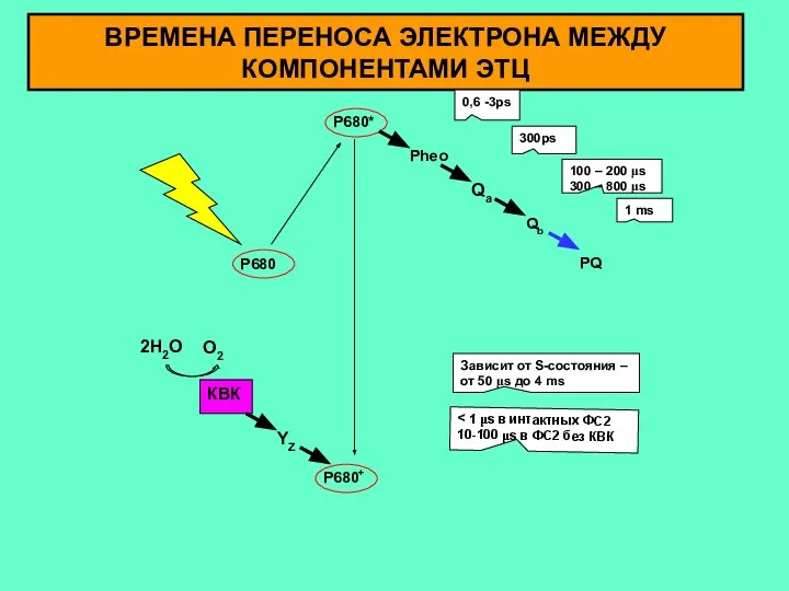 ВРЕМЕНА ПЕРЕНОСА ЭЛЕКТРОНА МЕЖДУ КОМПОНЕНТАМИ ЭТЦ КВК 2H2O O2 YZ Pheo