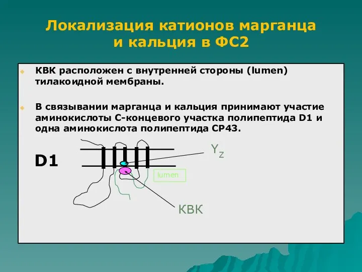 КВК расположен с внутренней стороны (lumen) тилакоидной мембраны. В связывании марганца