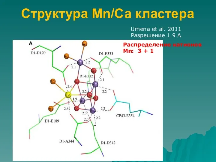 Структура Mn/Са кластера Umena et al. 2011 Разрешение 1.9 А Распределение катионов Mn: 3 + 1