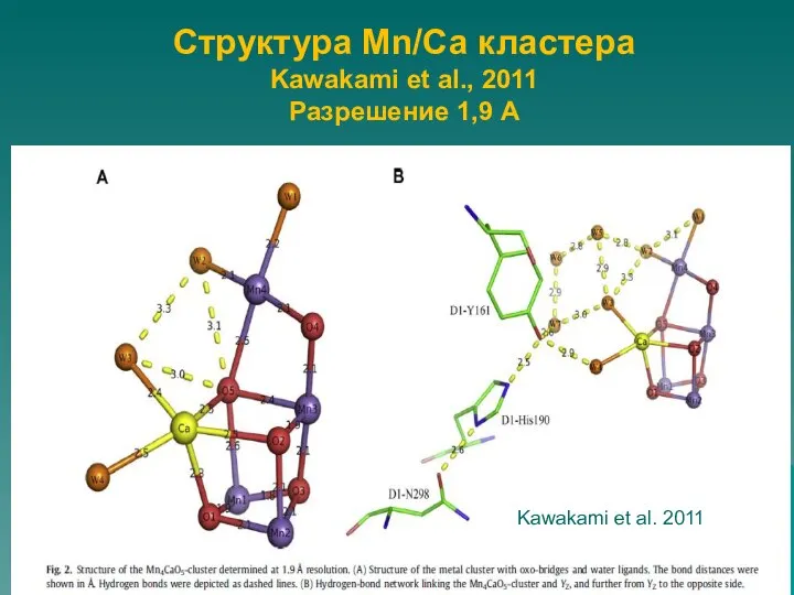 Структура Mn/Са кластера Kawakami et al., 2011 Разрешение 1,9 А Kawakami et al. 2011