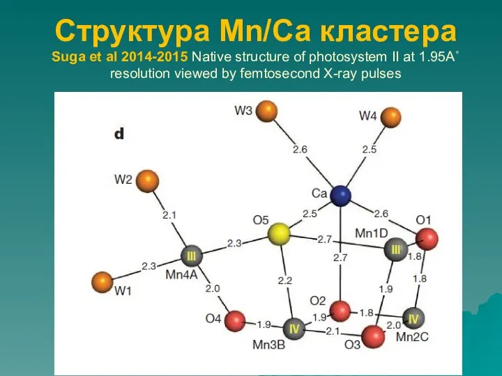 Структура Mn/Са кластера Suga et al 2014-2015 Native structure of photosystem