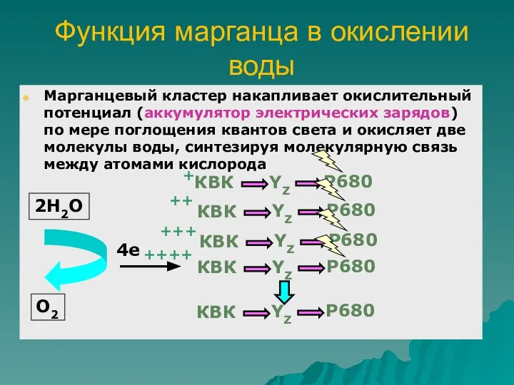 Функция марганца в окислении воды Марганцевый кластер накапливает окислительный потенциал (аккумулятор