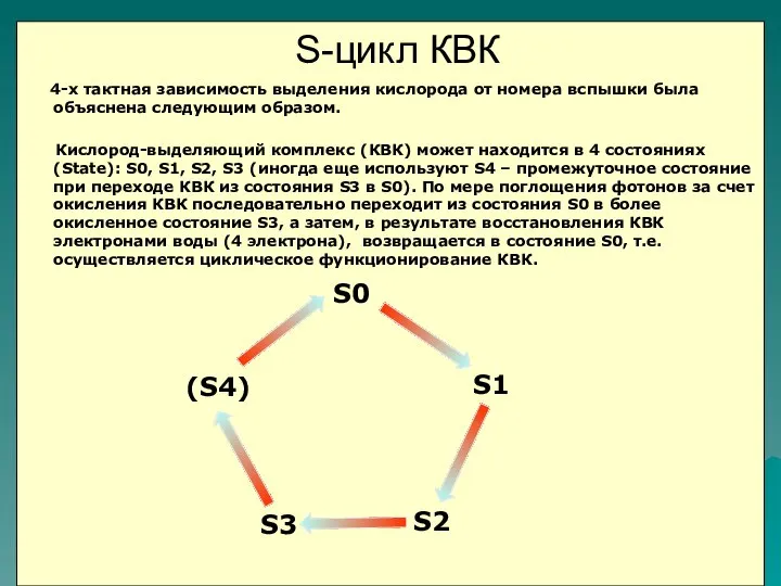 4-х тактная зависимость выделения кислорода от номера вспышки была объяснена следующим