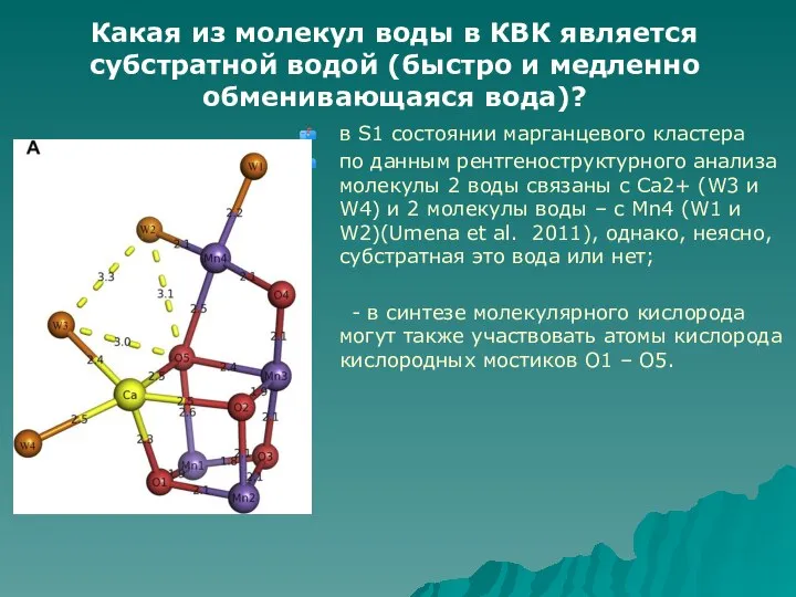 в S1 состоянии марганцевого кластера по данным рентгеноструктурного анализа молекулы 2