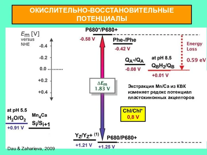 ОКИСЛИТЕЛЬНО-ВОССТАНОВИТЕЛЬНЫЕ ПОТЕНЦИАЛЫ Dau & Zaharieva, 2009 Chl/Chl+ 0,8 V Экстракция Mn/Ca