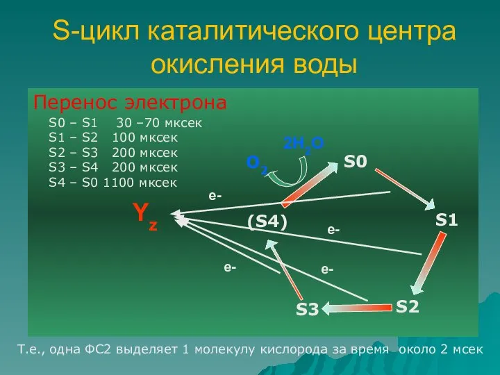 S-цикл каталитического центра окисления воды Перенос электрона S0 – S1 30