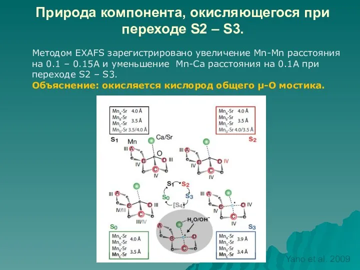 Природа компонента, окисляющегося при переходе S2 – S3. Методом EXAFS зарегистрировано