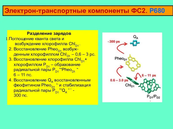 Электрон-транспортные компоненты ФС2. Р680 Разделение зарядов Поглощение кванта света и возбуждение