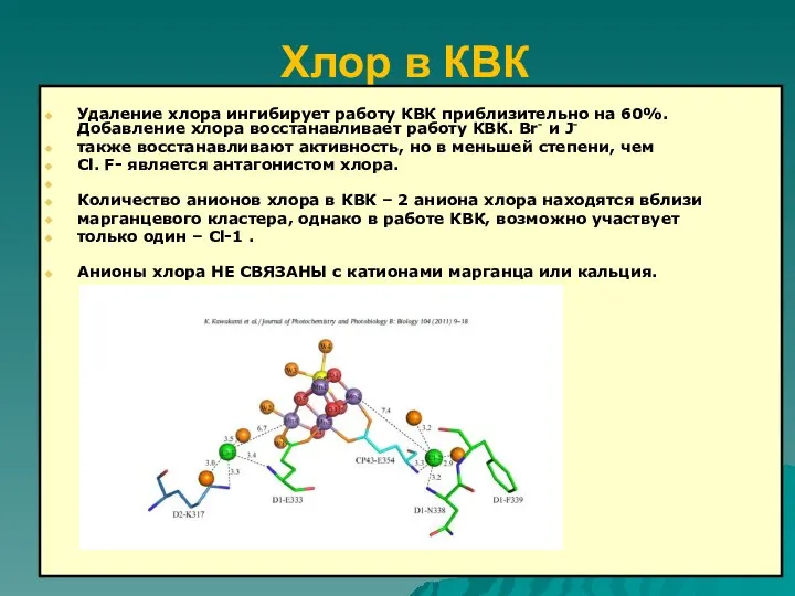 Хлор в КВК Удаление хлора ингибирует работу КВК приблизительно на 60%.