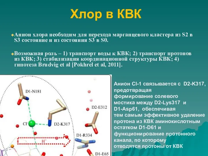 Хлор в КВК Анион хлора необходим для перехода марганцевого кластера из