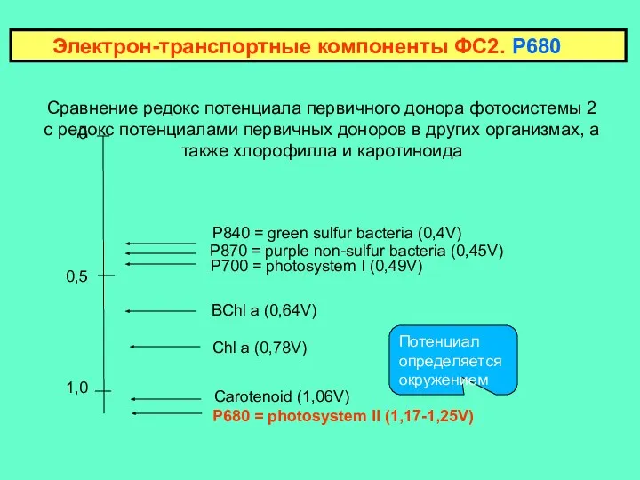 Сравнение редокс потенциала первичного донора фотосистемы 2 с редокс потенциалами первичных
