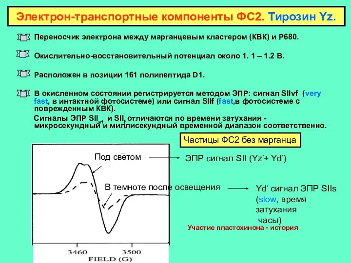 Переносчик электрона между марганцевым кластером (КВК) и Р680. Окислительно-восстановительный потенциал около