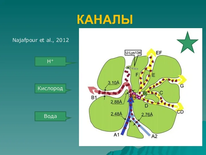 КАНАЛЫ Najafpour et al., 2012 Кислород Вода Н+