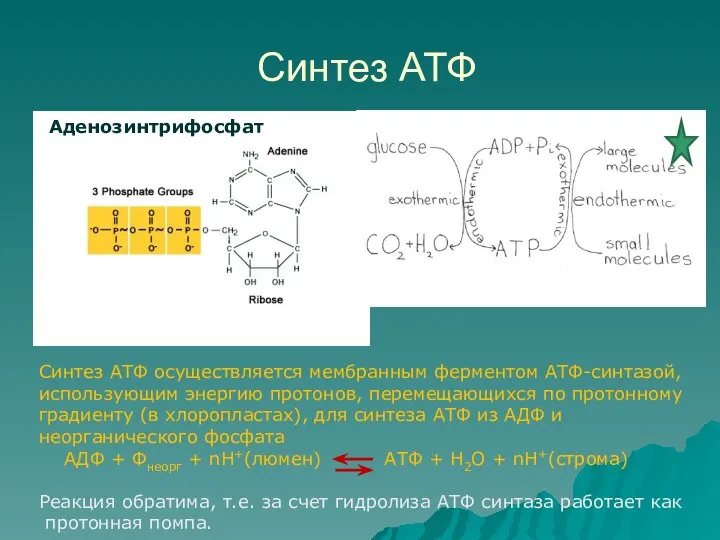 Синтез АТФ Аденозинтрифосфат Cинтез АТФ осуществляется мембранным ферментом АТФ-синтазой, использующим энергию