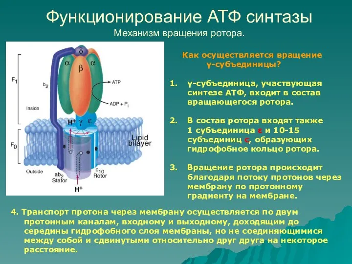 Функционирование АТФ синтазы Механизм вращения ротора. Как осуществляется вращение γ-субъединицы? γ-субъединица,