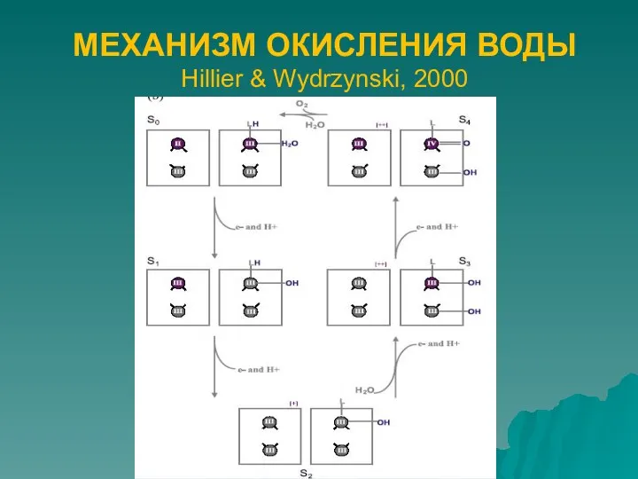 МЕХАНИЗМ ОКИСЛЕНИЯ ВОДЫ Hillier & Wydrzynski, 2000