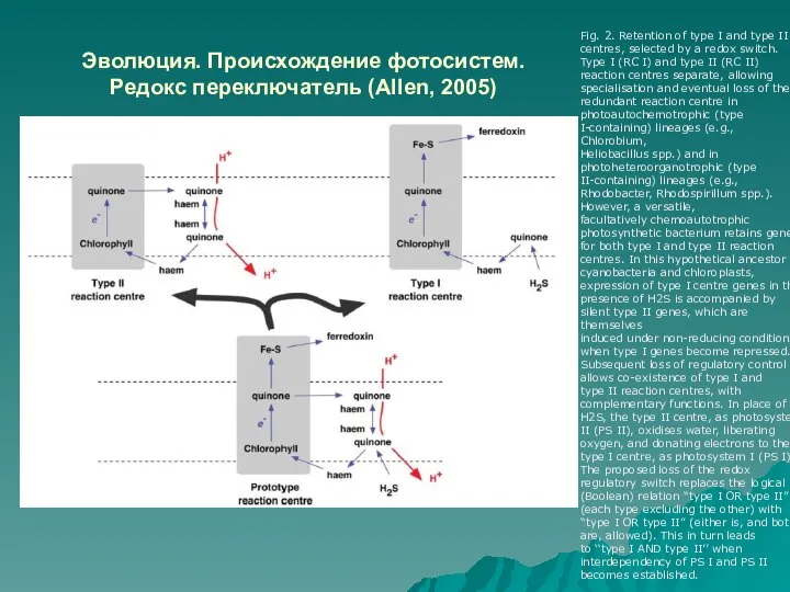 Эволюция. Происхождение фотосистем. Редокс переключатель (Allen, 2005) Fig. 2. Retention of