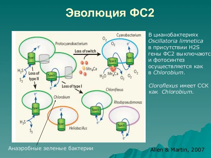 Эволюция ФС2 Анаэробные зеленые бактерии Allen & Martin, 2007 В цианобактериях