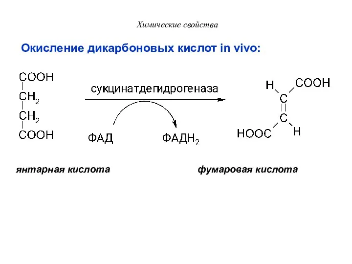 Химические свойства Окисление дикарбоновых кислот in vivo: янтарная кислота фумаровая кислота