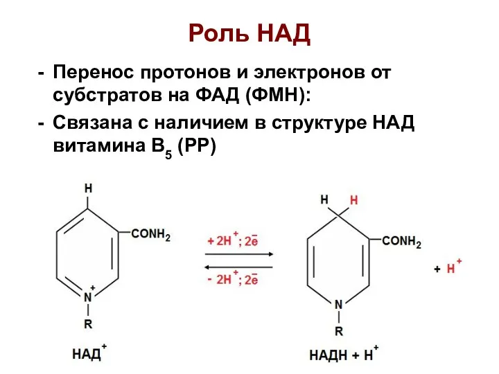 Роль НАД Перенос протонов и электронов от субстратов на ФАД (ФМН):