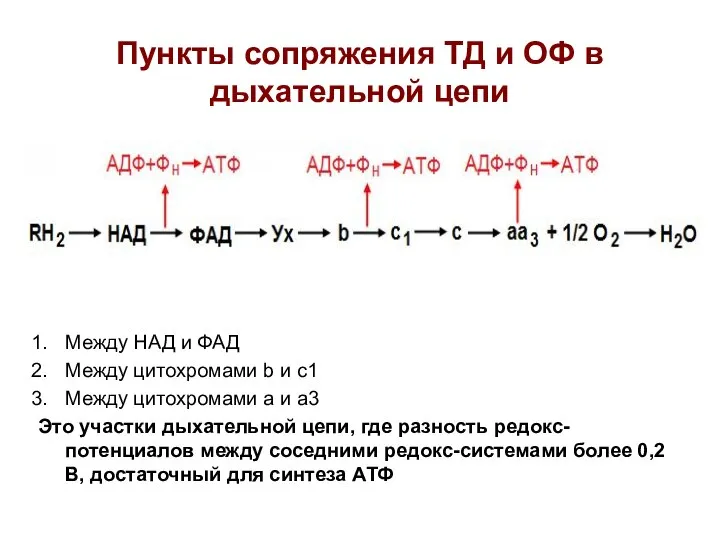 Пункты сопряжения ТД и ОФ в дыхательной цепи Между НАД и