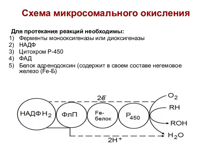 Схема микросомального окисления Для протекания реакций необходимы: Ферменты монооксигеназы или диоксигеназы