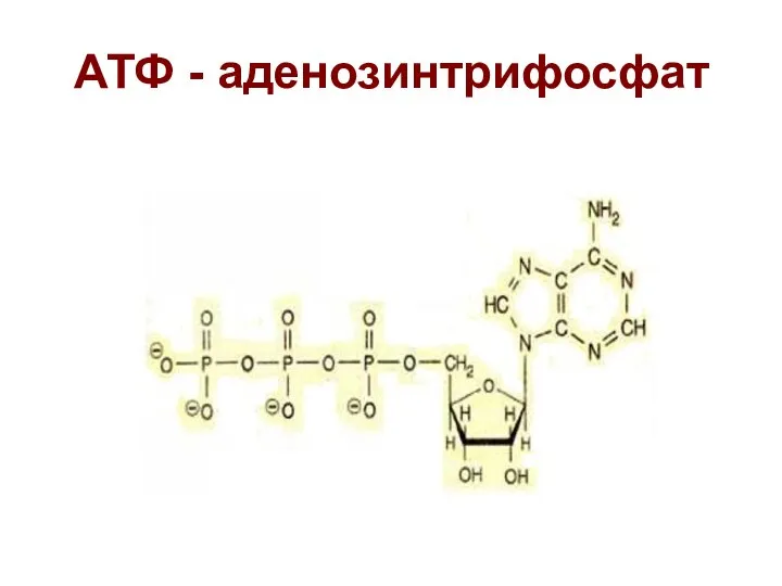 АТФ - аденозинтрифосфат