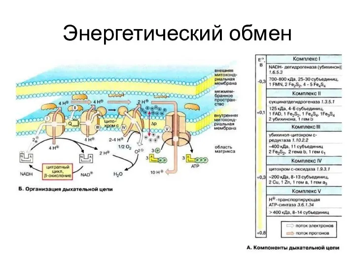 Энергетический обмен