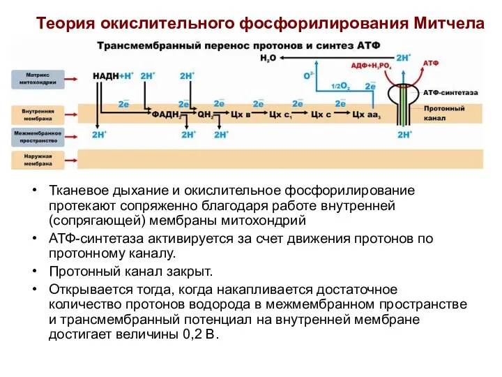 Теория окислительного фосфорилирования Митчела Тканевое дыхание и окислительное фосфорилирование протекают сопряженно