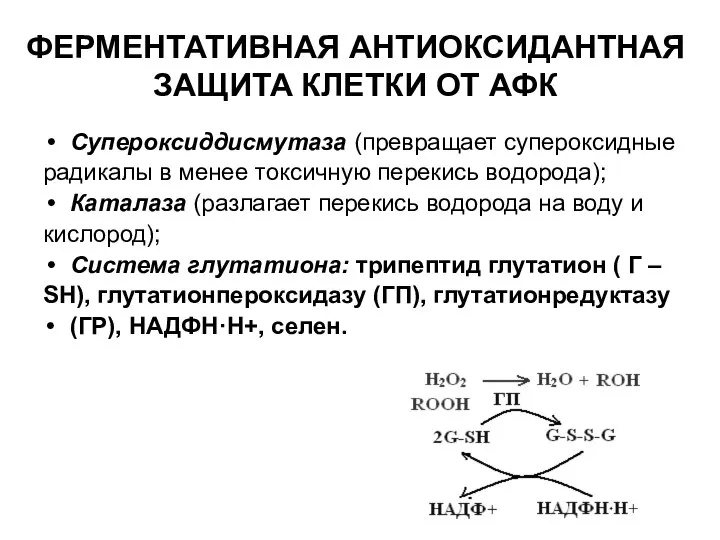 ФЕРМЕНТАТИВНАЯ АНТИОКСИДАНТНАЯ ЗАЩИТА КЛЕТКИ ОТ АФК Супероксиддисмутаза (превращает супероксидные радикалы в