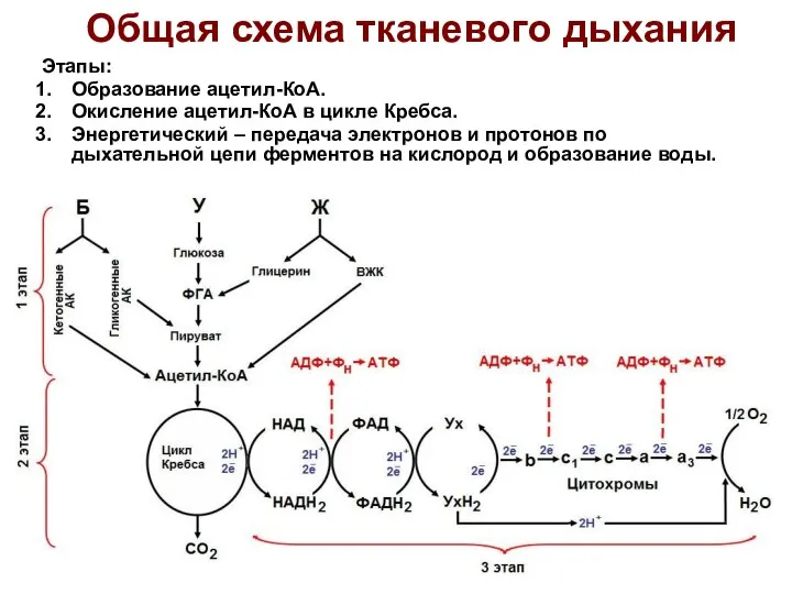 Общая схема тканевого дыхания Этапы: Образование ацетил-КоА. Окисление ацетил-КоА в цикле