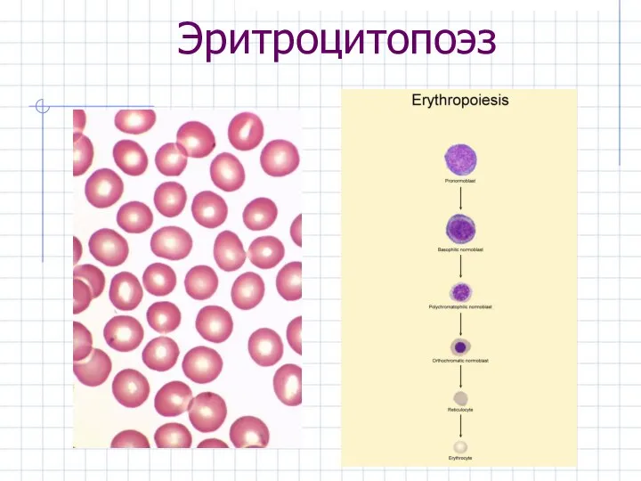 Эритроцитопоэз