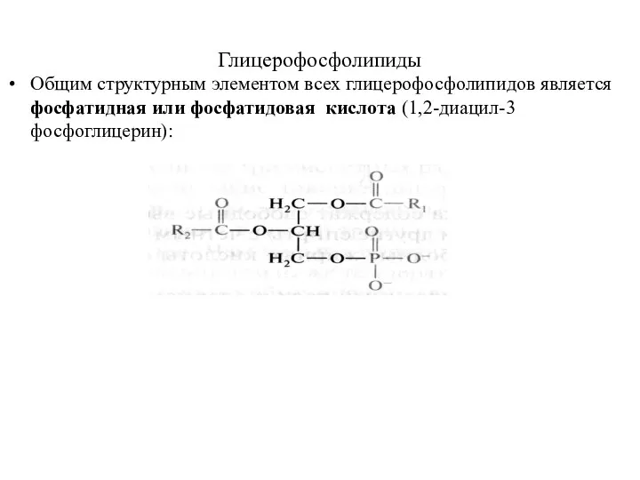 Глицерофосфолипиды Общим структурным элементом всех глицерофосфолипидов является фосфатидная или фосфатидовая кислота (1,2-диацил-3 фосфоглицерин): L-глицеро-3-фосфата.